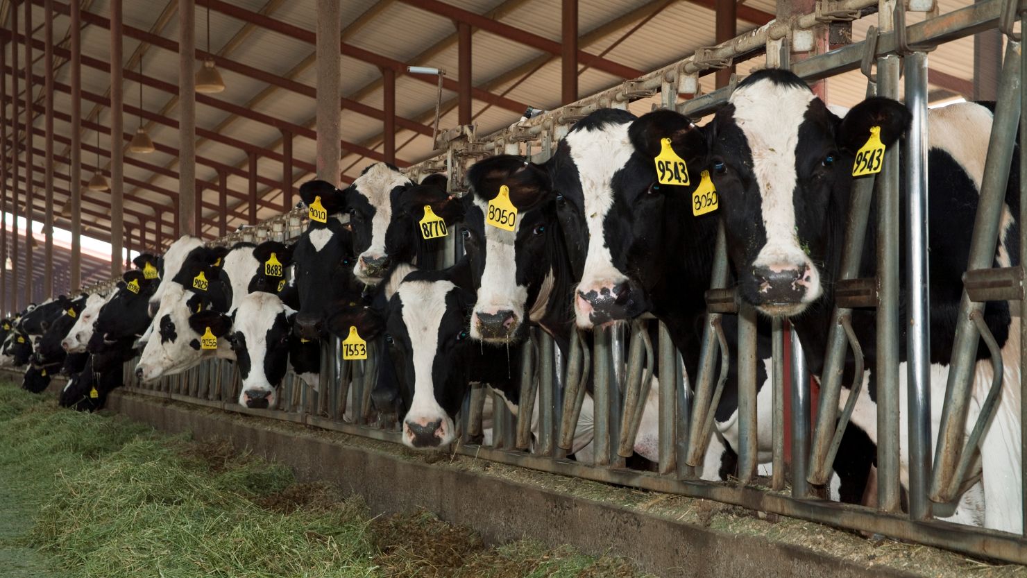 Dairy cows feed on silage in a barn in San Joaquin Valley, California.