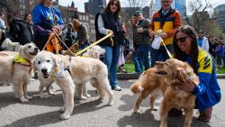 Marathon runner Robin Gialanella (R) of New Jersey pets a golden retriever during the "Boston Marathon Golden Retriever Meetup" in Boston, Massachusetts, on April 14, 2024, one the eve of the Boston Marathon. The event, hosted by MA Golden Meetups, honors Spencer, the Boston Marathon Golden Retriever, and his sister Penny, who appeared in many marathons, and all dogs who have lost their lives to cancer. (Photo by Joseph Prezioso / AFP) (Photo by JOSEPH PREZIOSO/AFP via Getty Images)