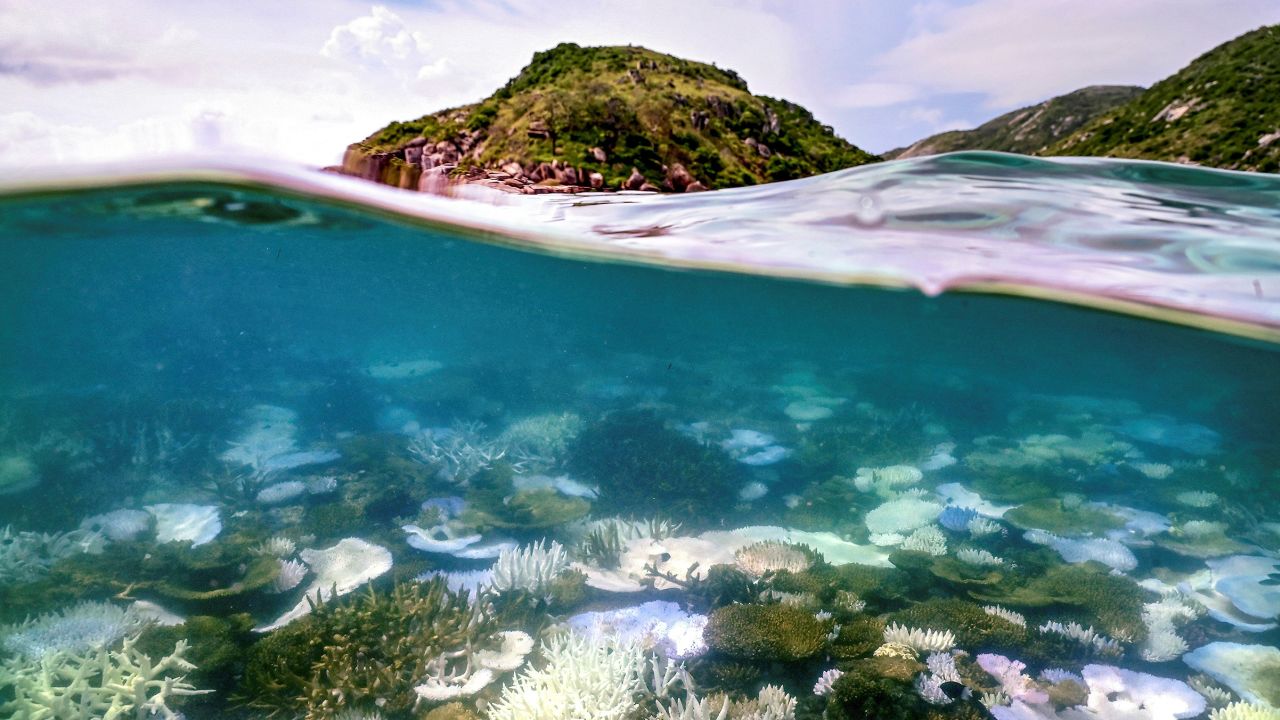 An underwater photo shows examples of coral bleaching in the Great Barrier Reef.