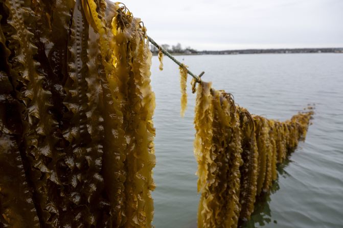 Seaweed farming is the <a  target="_top" href="/newspapers?url=https://www.fisheries.noaa.gov/national/aquaculture/seaweed-aquaculture" target="_blank">fastest-growing</a> aquaculture sector and is designed to harvest various type of kelp and other seaweeds that can then be used for human consumption in foods like sushi, sauces, salads and seasonings. Unlike traditional crops, seaweed does not require fertilizers, pesticides, water or land and can be harvested in as little as six weeks.