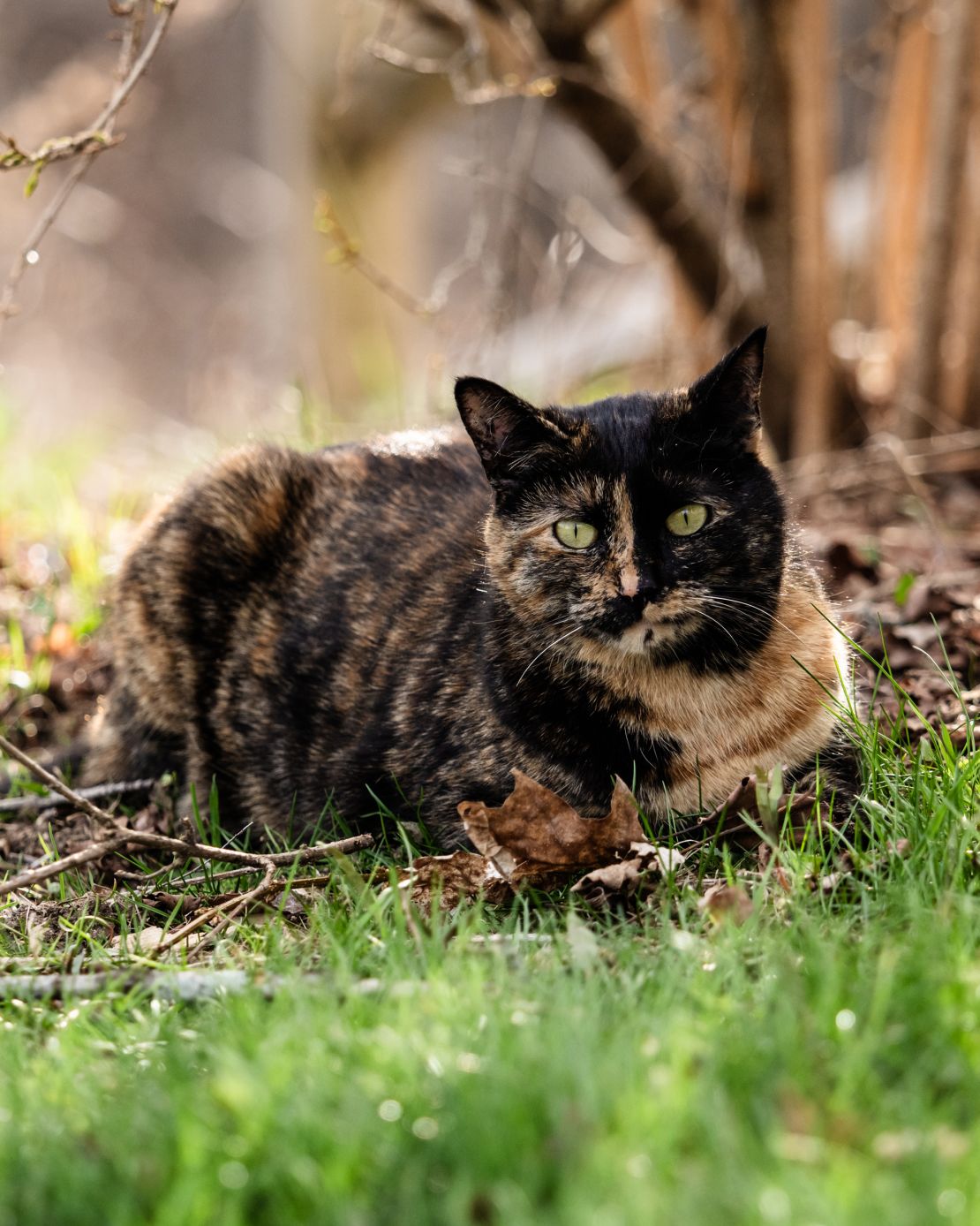 Female cats carrying the genetic code for the orange color on one X chromosome won't be ginger. They'll be tortoiseshell (left) or calico.