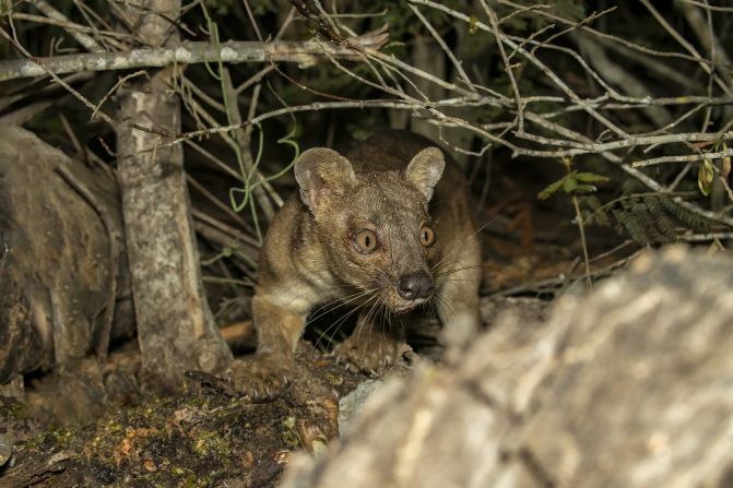 The <strong>fossa</strong> is the <a href="index.php?page=&url=https%3A%2F%2Fwww.wired.com%2F2015%2F01%2Fcreature-feature-10-fun-facts-fossa%2F" target="_blank">largest carnivorous mammal</a> stalking the forests of Madagascar, growing six feet from nose to tail. A strong climber, this apex predator has lethal claws and teeth capable of taking down <a href="index.php?page=&url=https%3A%2F%2Fwww.nationalgeographic.com%2Fanimals%2Fmammals%2Ffacts%2Ffossa" target="_blank">lemurs</a> and other prey. Known for their unusual and lengthy mating ritual, the fossa was <a href="index.php?page=&url=https%3A%2F%2Fwww.britannica.com%2Fanimal%2Ffossa-mammal-species" target="_blank">once categorized as a member of the cat family</a>, but today it is classified as a member of <a href="index.php?page=&url=https%3A%2F%2Fwww.iucnredlist.org%2Fspecies%2F5760%2F45197189" target="_blank">Eupleridae</a>, a family of carnivores specifically from Madagascar.