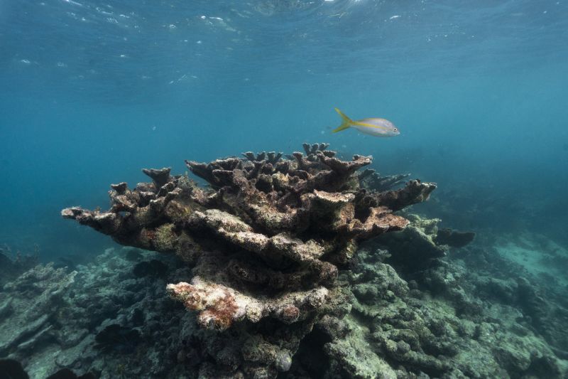 Critical Florida corals now 'functionally extinct' due to off-the