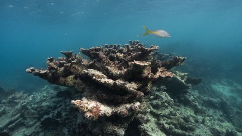 Dead elkhorn coral near Elbow Reef off the coast of Key Largo, Florida, on November 28, 2023.