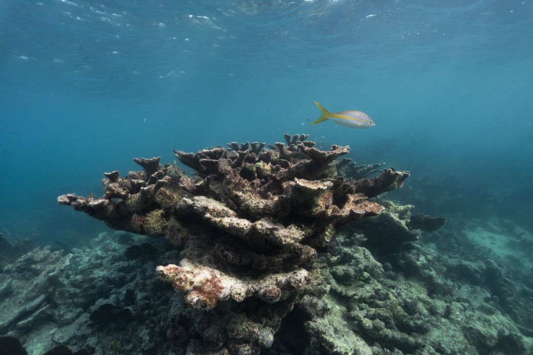 Dead elkhorn coral near Elbow Reef off the coast of Key Largo, Florida, on November 28, 2023.