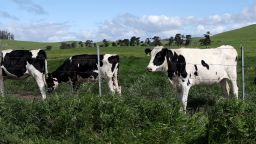 PETALUMA, CALIFORNIA - APRIL 26: Cows graze in a field at a dairy farm on April 26, 2024 in Petaluma, California. The U.S. Department of Agriculture is ordering dairy producers to test cows that produce milk for infections from highly pathogenic avian influenza (HPAI H5N1) before the animals are transported to a different state following the discovery of the virus in samples of pasteurized milk taken by the Food and Drug Administration. (Photo by Justin Sullivan/Getty Images)