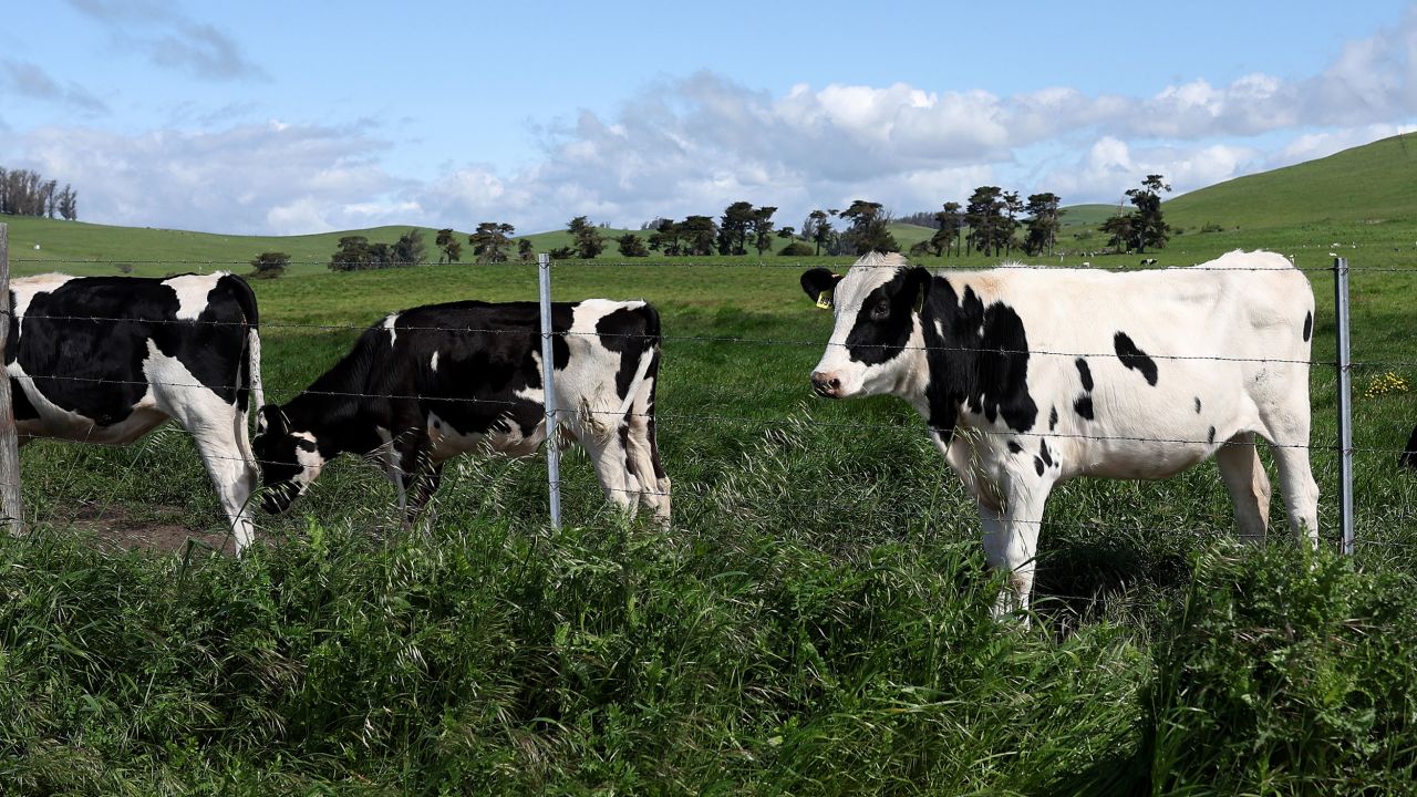 PETALUMA, CALIFORNIA - APRIL 26: Cows graze in a field at a dairy farm on April 26, 2024 in Petaluma, California. The U.S. Department of Agriculture is ordering dairy producers to test cows that produce milk for infections from highly pathogenic avian influenza (HPAI H5N1) before the animals are transported to a different state following the discovery of the virus in samples of pasteurized milk taken by the Food and Drug Administration. (Photo by Justin Sullivan/Getty Images)