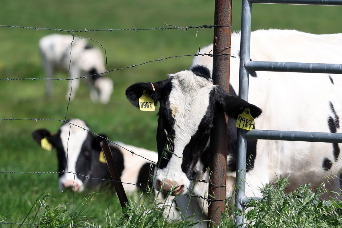 The US Department of Agriculture is ordering dairy producers to test cows that produce milk for infections from highly pathogenic avian influenza before animals are transported to a different state.