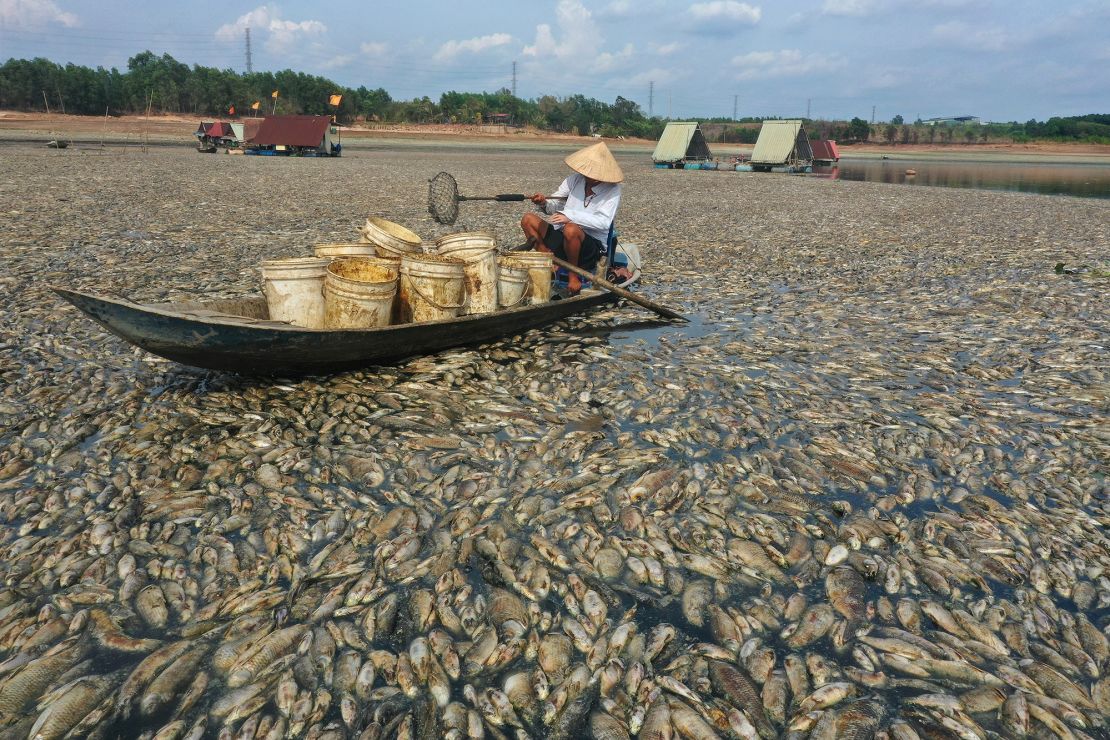 A fisherman in a boat with buckets holds up a fishing net to collect dead fish.