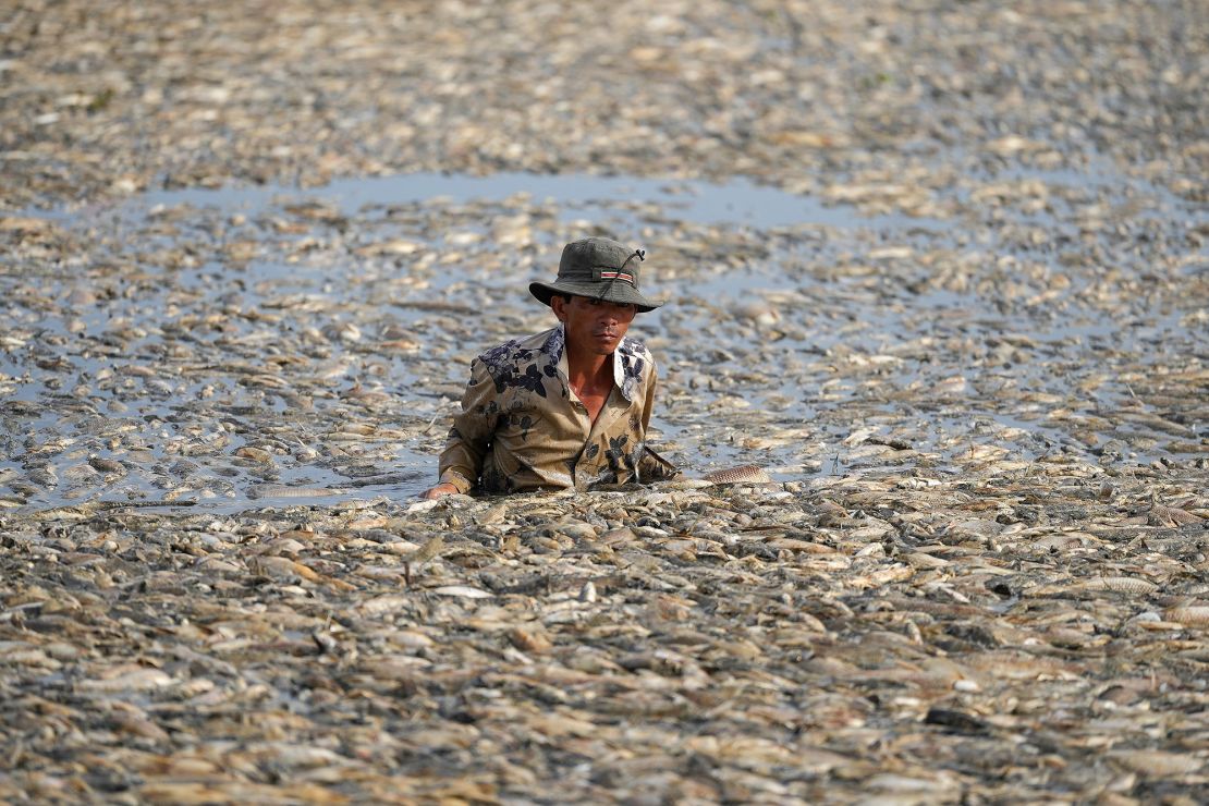 A fisherman deep in the reservoir collecting the dead fish surrounding him.