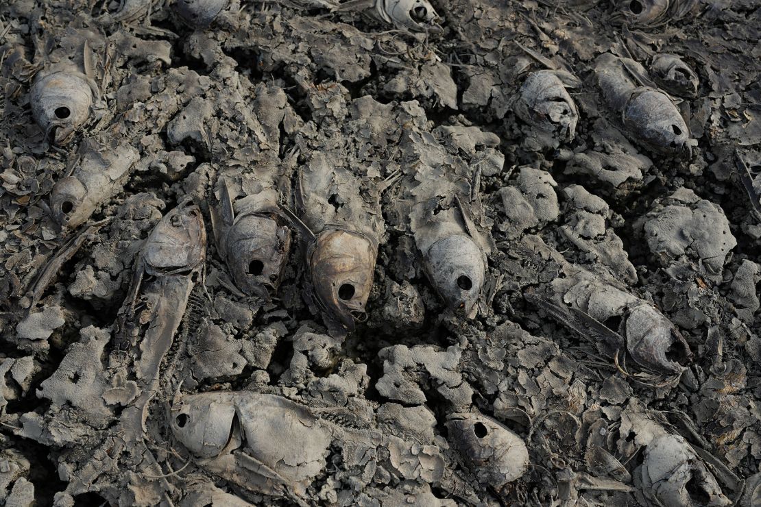 A cluster of dried, perished fish from Song May reservoir.