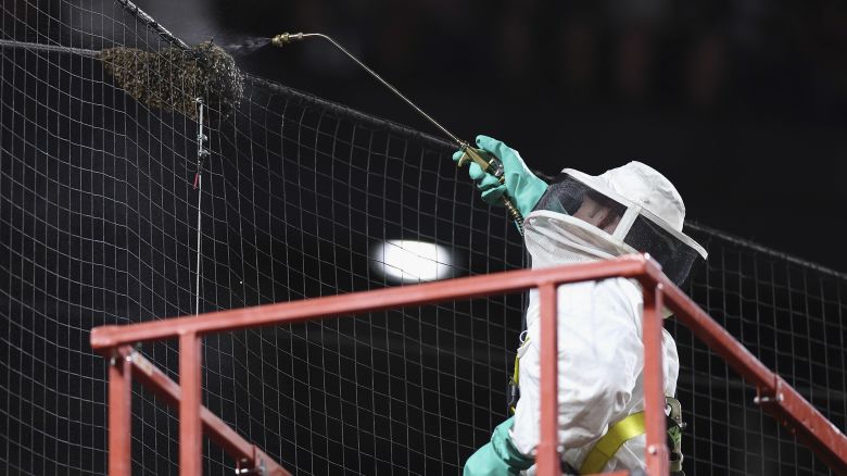 PHOENIX, ARIZONA - APRIL 30: Beekeeper Matt Hilton removes a colony of bees that formed on the net behind home plate during a delay to the MLB game between the Los Angeles Dodgers and the Arizona Diamondbacks at Chase Field on April 30, 2024 in Phoenix, Arizona.  (Photo by Christian Petersen/Getty Images)