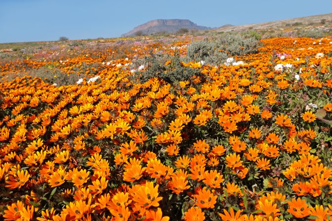 <strong>Namaqualand (South Africa): </strong>Between early August and late September, the Namaqua National Park, about a six-hour drive from Cape Town, sees an extraordinary explosion of colorful wildflowers.