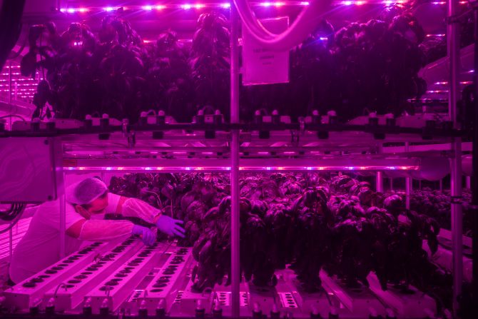 Vertical farming uses less soil, space and water than traditional farming, and does not require pesticides. Pictured here is Plant Factory, a commercial vertical farm in Turkey which is supplying Istanbul supermarkets and restaurants with produce.