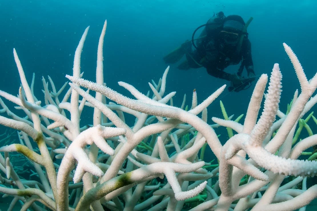 Un biólogo marino del Departamento de Recursos Marinos y Costeros realiza una evaluación en un arrecife dañado por el blanqueamiento de coral el 8 de mayo de 2024 en Trat, Tailandia.