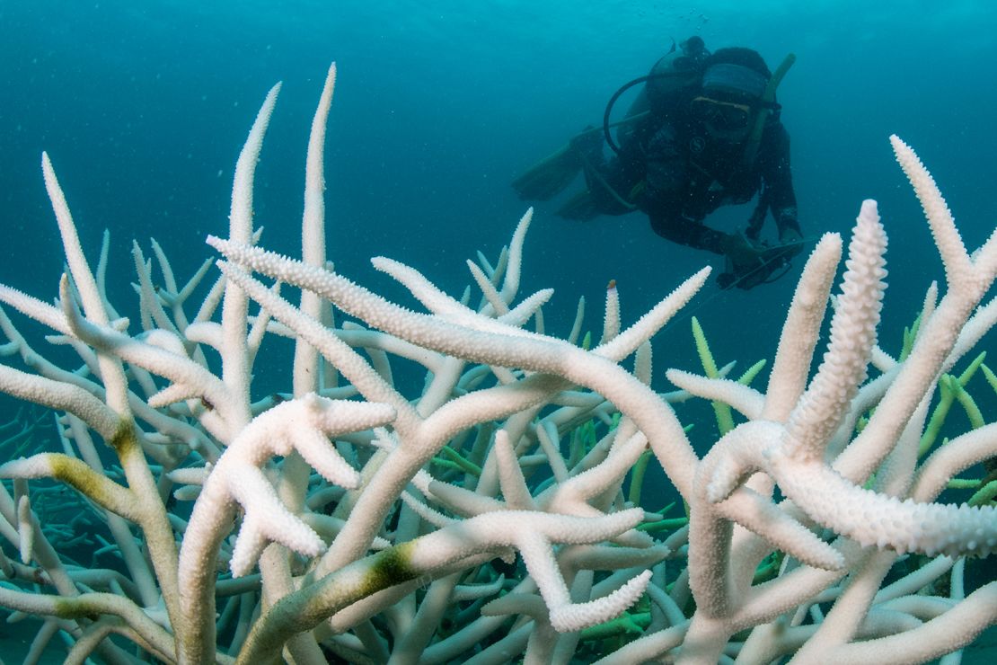 Un biólogo marino del Departamento de Recursos Marinos y costeros realiza una evaluación sobre un arrecife dañado por el blanqueo de coral el 8 de mayo de 2024 en TRAT, Tailandia.