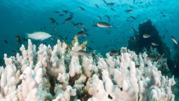 TRAT, THAILAND - MAY 08: Reef fishes swim over a reef affected by coral bleaching from high water temperature on May 08, 2024 in Trat, Thailand. Extreme heat has driven Thai sea temperatures to record highs, causing severe damage to marine ecosystems. Coral bleaching and seagrass bed degradation are threatening the ecological balance and the livelihoods of coastal communities that rely on these marine resources. Similar marine events are playing out across a vast swathe of Asia, from the Great Barrier Reef in Australia to the delicate coral ecosystems of Indonesia and Thailand. (Photo by Sirachai Arunrugstichai/Getty Images)