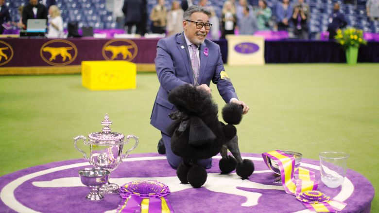 Sage, a Miniature Poodle from Houston, Texas, wins the Best in Show group during the Annual Westminster Kennel Club Dog Show at Arthur Ashe Stadium in Queens, New York, on May 14, 2024. (Photo by Kena Betancur / AFP) (Photo by KENA BETANCUR/AFP via Getty Images)
