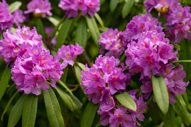 <strong>Purple rhododendron: </strong>The nectar from this subspecies of rhododendron contains grayanotoxin, a toxin with psychoactive properties.