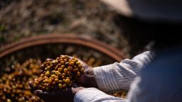 <br /><br />Esta imagen tomada el 15 de mayo de 2024 muestra la selección de granos de café en la finca Santo Antonio en Santo Antonio do Amparo, Minas Gerais.