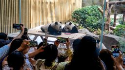 Tourists take photos of giant pandas at the Chengdu Research Base of Giant Panda Breeding on May 22, 2024.