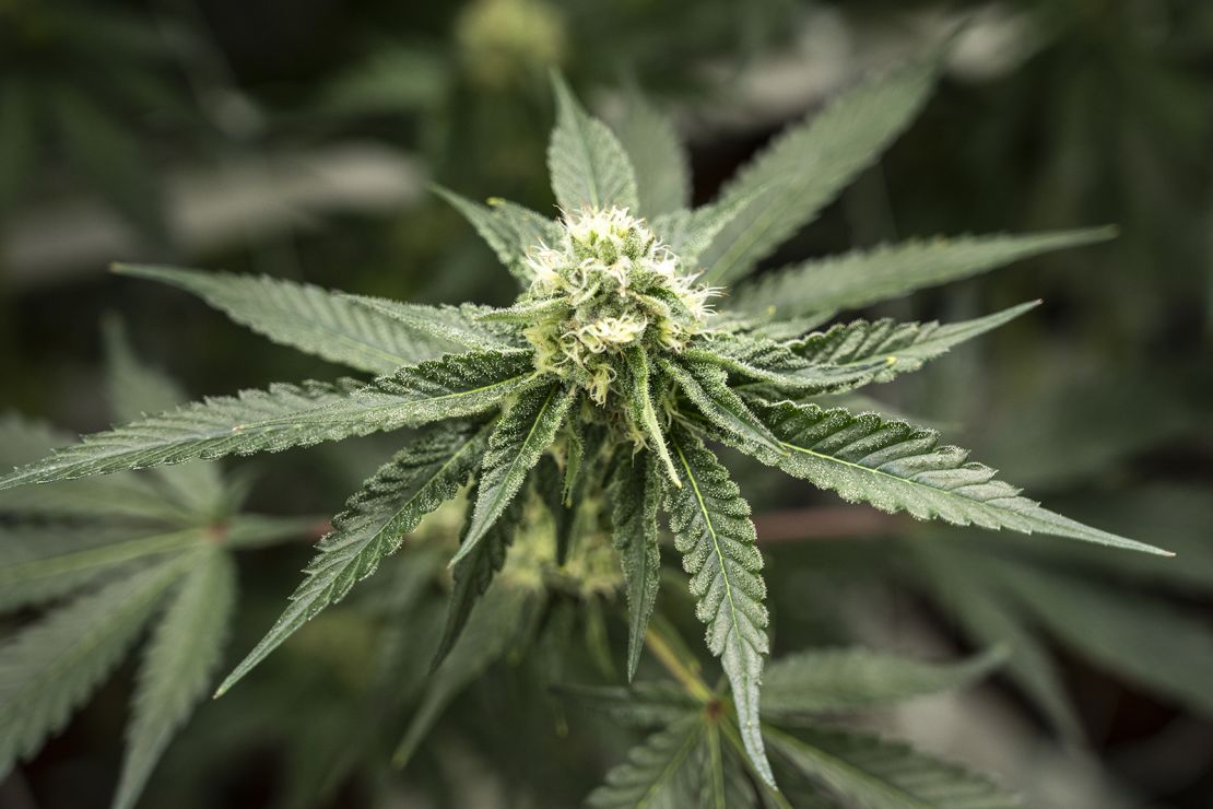 The bud on a marijuana plant inside an indoor greenhouse outside of Bangkok.