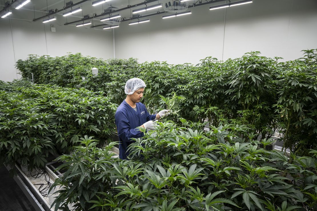 A worker takes cuttings from mother marijuana plants to be transplanted inside a cloning room at a cannabis cultivation facility outside of Bangkok in 2024.