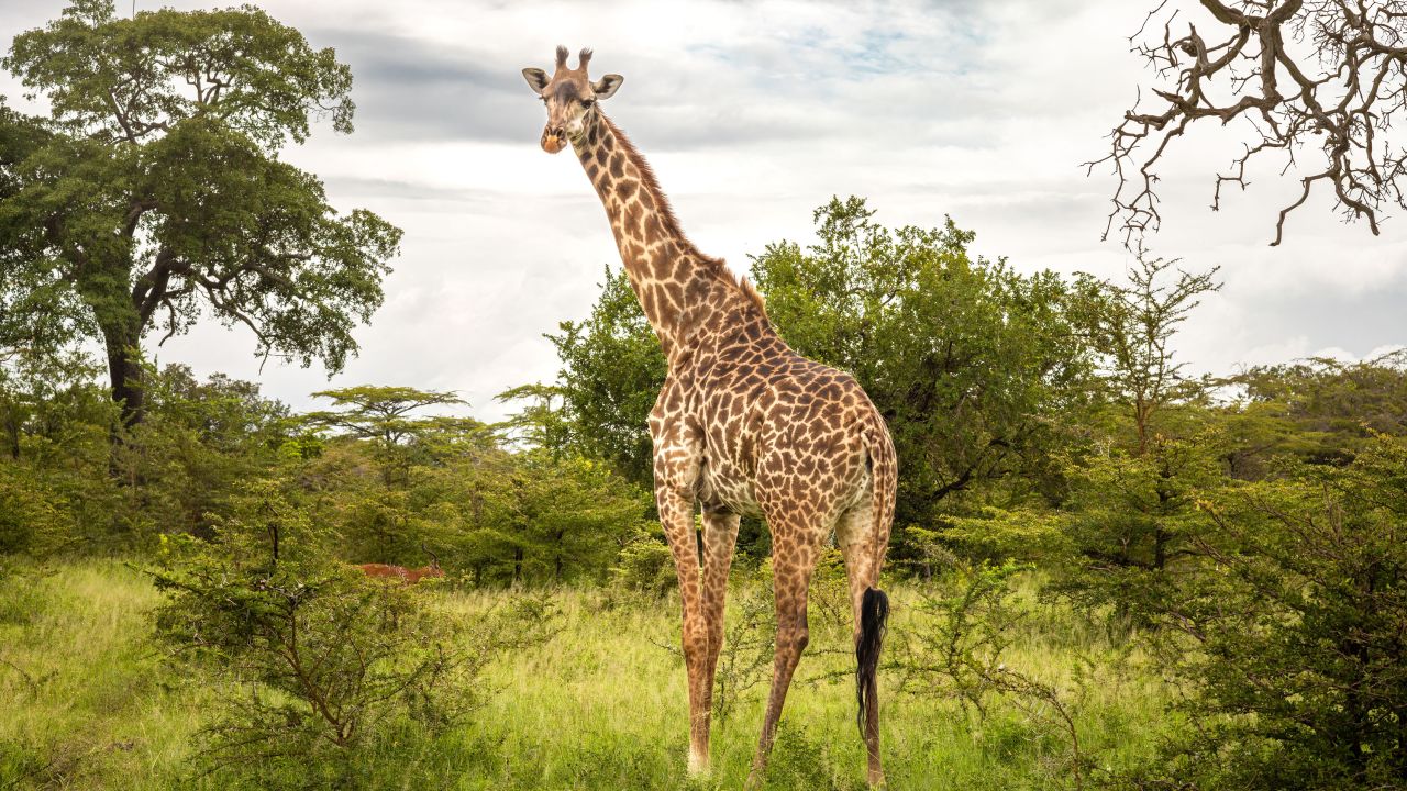 A female Masai giraffe and impala in Nyerere National Park (Selous Game Reserve) in southern Tanzania. The Masai giraffe is listed as endangered by the IUCN. (Photo by: Andy Soloman/UCG/Universal Images Group via Getty Images)