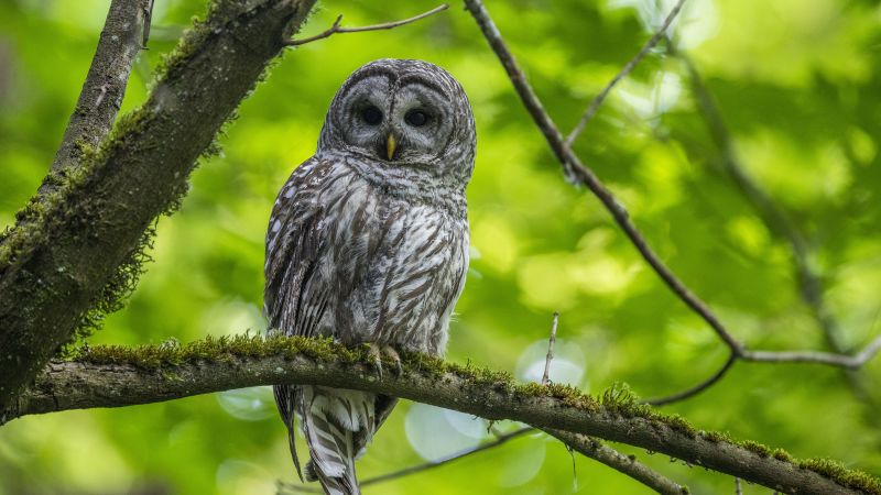 featured image thumbnail for post To save spotted owls, US officials plan to kill hundreds of thousands of another owl species