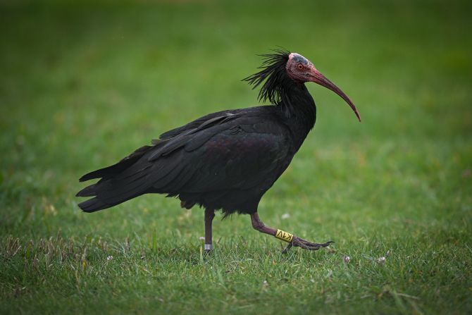 Hace unas tres décadas, el ibis ermita era considerado una de las aves más raras del mundo. Su población global en estado salvaje, antaño floreciente, había quedado reducida a solo 59 parejas debido a la caza, la pérdida de hábitat y el uso de pesticidas. Todas estaban en Marruecos.<br />Los tenaces esfuerzos de conservación allí han hecho que ahora haya más de 500 ejemplares de ibis ermita, una especie que además <a href="https://www.cnn.com/science/gallery/northern-bald-ibis-photos-c2e-spc">ha vuelto a volar hacia Europa</a> por un programa de reintroducción pionero.