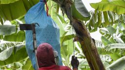 Un hombre trabaja en una plantación bananera colombiana el 11 de junio de 2024.