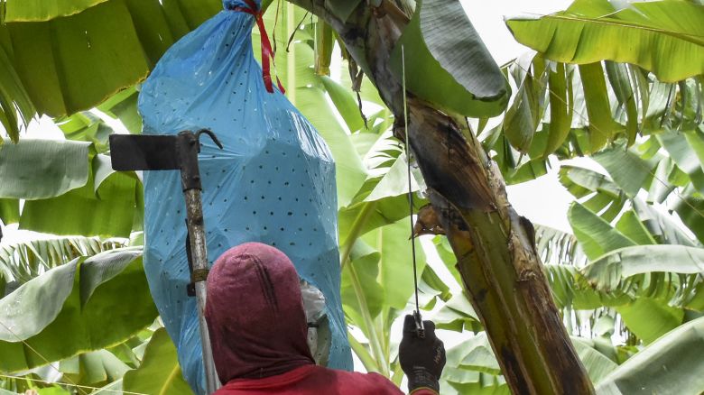 Un hombre trabaja en una plantación bananera colombiana el 11 de junio de 2024.