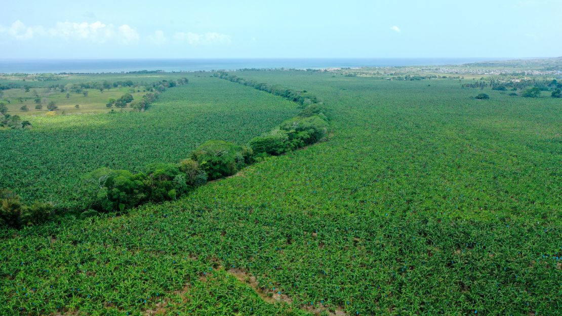 An aerial view of banana plantations in Apartado, Antioquia department, Colombia, on June 11, 2024.