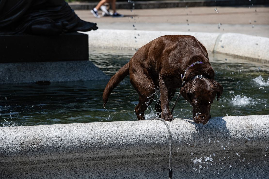 A dog cools off in a fountain in the Commons during a heatwave in Boston on June 19.