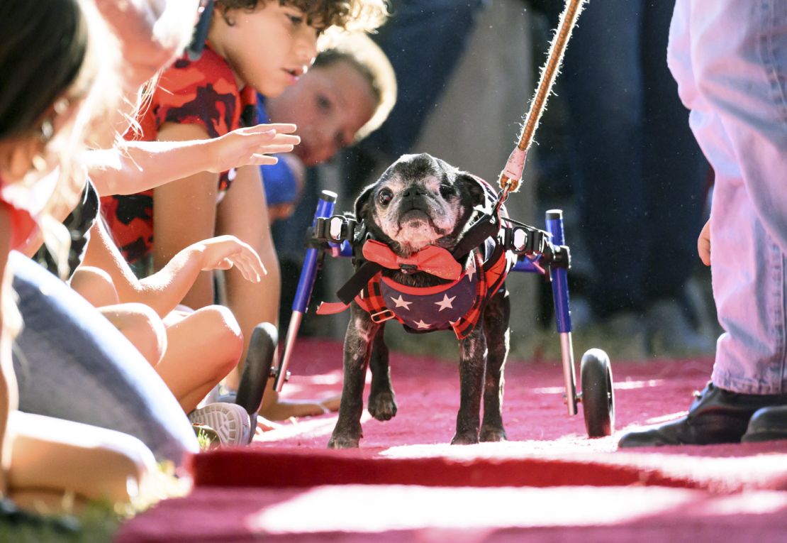 Rome, a 14-year-old pug, walks the red carpet during the annual World's Ugliest Dog contest. He came second.