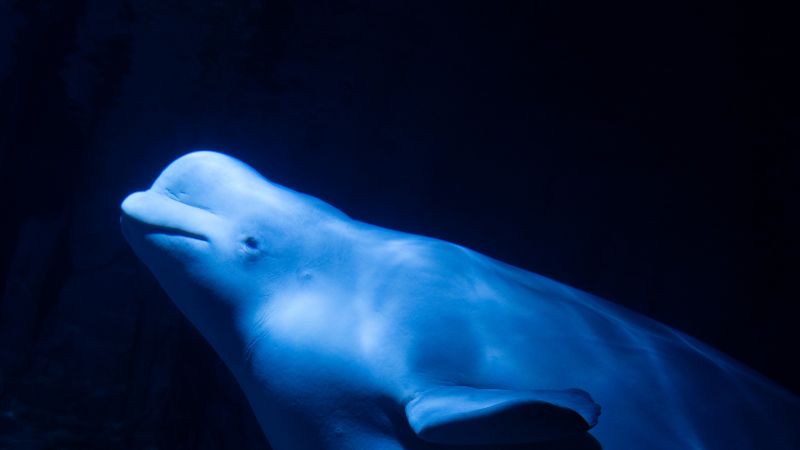 Two beluga whales evacuated from Ukraine arrive in Spain | CNN