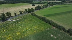 RIBBECK, GERMANY - JUNE 20: In this aerial view wildflowers, including golden marguerite (Cota tinctoria), grow on a strip of land designated as a biodiversity haven next to a field of corn of the Havelland Hof Ribbeck farm on June 20, 2024 near Ribbeck, Germany. The farm, which combines dairy production, grains and biofuel energy, is part of the F.R.A.N.Z. program, a nationwide government sponsored initiative that seeks to promote biodiversity in agriculture. Farmer Peter Kaim claims that through relatively simple techniques he has been able to foster sustainable ecosystems among his fields that support a wide variety of animal life, including mice, birds, butterflies and other insects. Biodiversity across Europe has been severely and negatively impacted by agriculture over the last few centuries. (Photo by Sean Gallup/Getty Images)