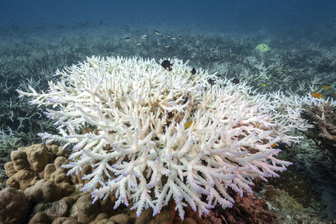 Bleached corals around Koh Tao island, Thailand, on June 14, 2024. The world's coral reefs are currently experiencing their worst mass bleaching on record.