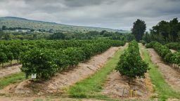 An orchard at the Blydevallei Boerdery citrus farm and Canyoun Packers packhouse outside Hoedspruit, South Africa, on Tuesday, April 9 2024.