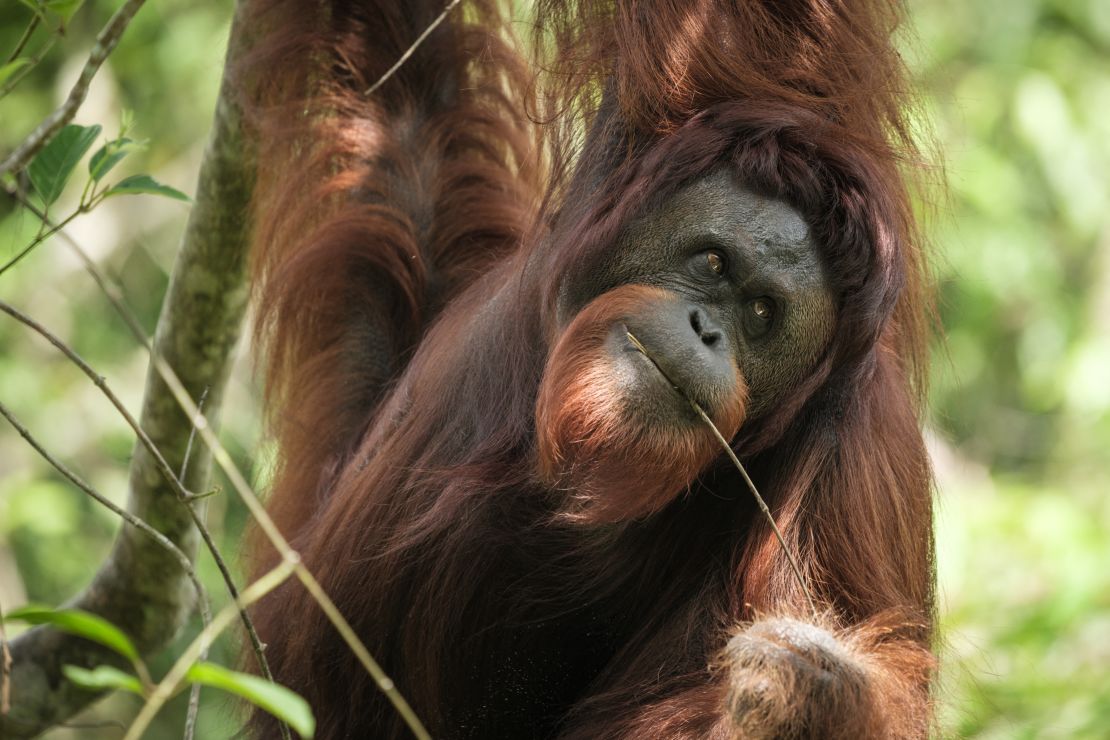 By protecting Borneo’s rainforest, Health in Harmony is preserving the habitat of the animals that live there, including the critically endangered orangutan. Pictured, an orangutan at the Samboja Lestari Orangutan Rehabilitation Center run by the non-profit Borneo Orangutan Survival Foundation, in East Kalimantan, Borneo.