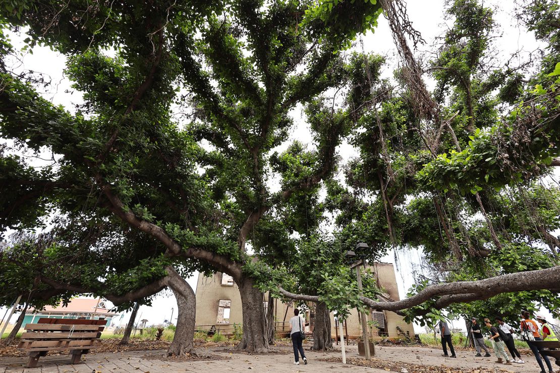 In a sign of renewal and hope, fresh leaves grow on the beloved banyan tree in front of the remains of the Old Lahaina Courthouse, built in 1859.