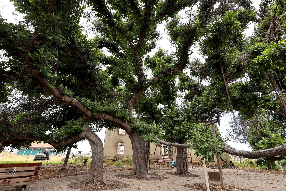 Fresh leaves sprout from the historic banyan tree in Lahaina, Hawaii one year after fire damaged the living landmark.