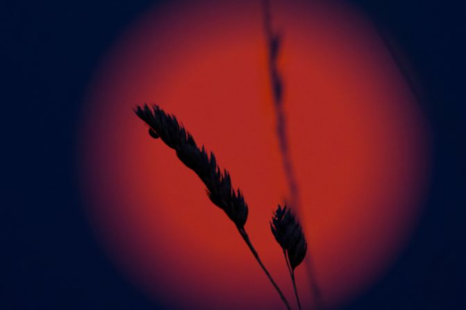 A ladybug walks on an ear of wheat as the super blue moon rises in Montargis, France.