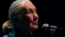 English-famous environmentalist and primatologist Jane Goodall speaks during a conference at the Metropolitan Theatre in Medellin, Colombia on August 22, 2024. (Photo by JAIME SALDARRIAGA / AFP) (Photo by JAIME SALDARRIAGA/AFP via Getty Images)