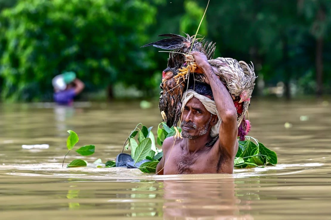 Un hombre que transporta su ganado avanza por las aguas de la inundación en Feni, en el sureste de Bangladesh, el 24 de agosto de 2024.