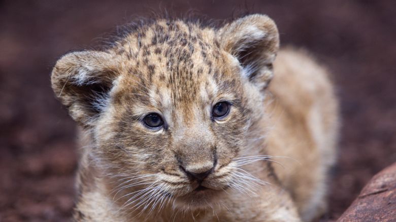 A picture of a lion cub at a zoo in Schwerin, Germany.