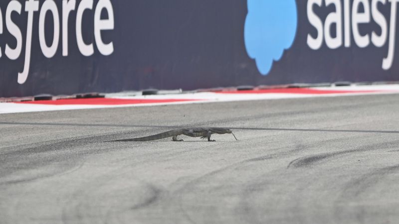 F1 training in Singapore interrupted after lizard ran onto track