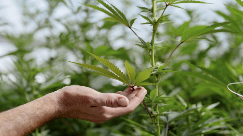 A cannabis farm in Willow Creek, California, US, on Wednesday, Sept. 4, 2024.