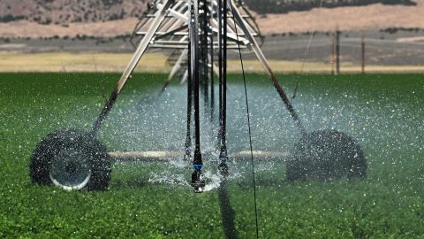 Water from the Colorado River Basin irrigates a field of alfalfa growing in Beaver, Utah on June 29, 2024.