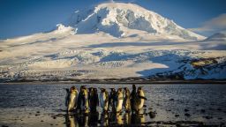 TOPSHOT - A handout photo taken on November 21, 2012 and released on October 8, 2024 by the Australian Antarctic Division shows a waddle of King penguins standing on the shores of Corinthian Bay in the Australian territory of Heard Island in the Southern Ocean. Australia's government moved on October 8, 2024 to protect a swathe of ocean territory by expanding an Antarctic marine park that is home to penguins, seals, whales and the country's only two active volcanos. (Photo by Matt CURNOCK / AUSTRALIAN ANTARCTIC DIVISION / AFP) / ----EDITORS NOTE ----RESTRICTED TO EDITORIAL USE MANDATORY CREDIT  - AFP PHOTO / MATT CURNOCK  / AUSTRALIAN ANTARCTIC DIVISION - NO MARKETING NO ADVERTISING CAMPAIGNS - DISTRIBUTED AS A SERVICE TO CLIENTS (Photo by MATT CURNOCK/AUSTRALIAN ANTARCTIC DIVISION/AFP via Getty Images)